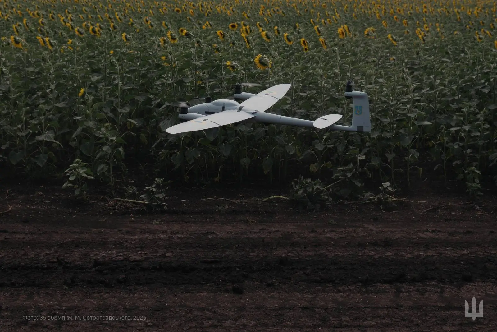 Vector UAV in a sunflower field